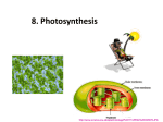 8. Photosynthesis