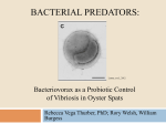 BACTERIAL PREDATORS: Bacteriovorax as a Probiotic Control of Vibriosis in Oyster Spats