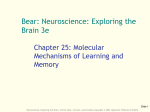 Ch 25 - Molecular Mechanisms of Learning and Memory