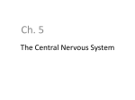 The Central Nervous System