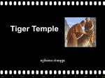 Tiger_Temple_Reading 933 Kb 03/11/14