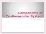 Cardiovascular System 1