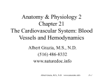 Chapter 21 Blood Vessels