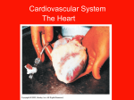 Structure and Function of the Heart