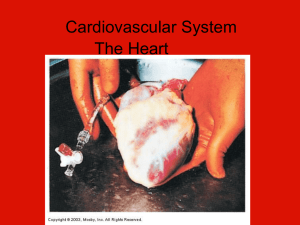 Structure and Function of the Heart