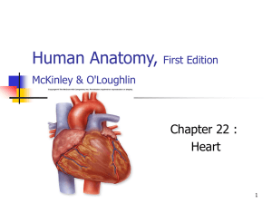 Human Anatomy, First Edition McKinley&O'Loughlin