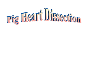 Heart Dissection 101