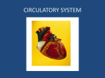 circulatory system