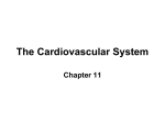 The Cardiovascular System