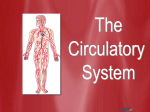 Cardiovascular System PPT