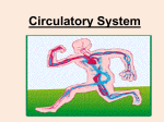 Circulatory System of Pig