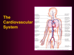 Cardiovascular System PPT - Ms. George`s Science Class