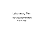lab 10 - the circulatory system physiol Lecture Notes Page