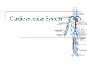 Cardiovascular System