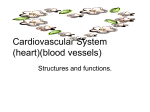 Cardiovascular System