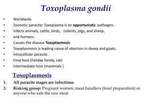 Toxoplasma gondii