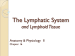 The Lymphatic System