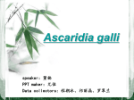 Ascaridia galli