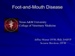 Foot-and-Mouth Disease - College of Veterinary Medicine