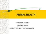 animal health - Glen Rose FFA