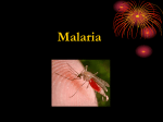 P. malariae