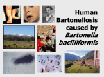 Report of an unusual case of persistent bacteriemia by Bartonella
