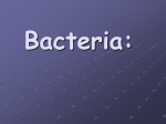 Bacteria/Virses