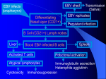 Herpes virus