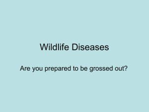 Wildlife Diseases