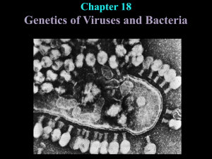 Genetics of Viruses and Bacteria