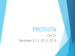 PROTISTA