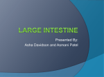 Large Intestine