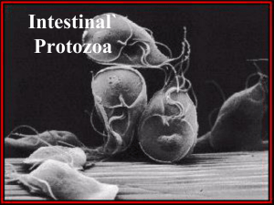 Intestinal Protozoa