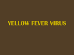 yellow fever virus