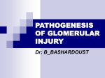 PATHOGENESIS OF GLOMERULAR INJURY