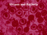 Viruses and Bacteria