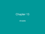 Chapter 13 Viruses
