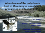Abundance of the invertebrate polychaete host