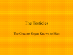 The Testicles