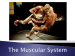 The Muscular System