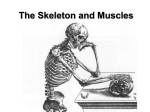 The Skeleton and Muscles