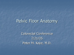 Pelvic Floor Anatomy - Mount Sinai St. Luke's Roosevelt