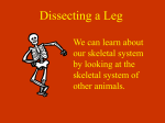 Dissecting a Leg - Power Point