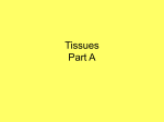 Tissues Part A - Thinkport.org