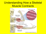 SKELETAL MUSCLE NOTES - Baldwinsville Central School District