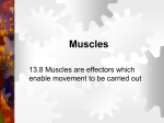Muscles - A level biology