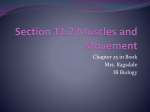 Section 11.2 Muscles and Movement