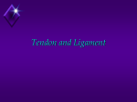 Tendon and Ligament