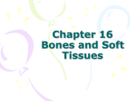 Chapter 16 Bones and Soft Tissues