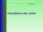 Articulations aka. Joints